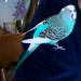 Buddy, 4 years old, Parakeet