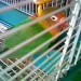Found7-7-11-lovebird