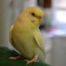 bird2