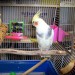 cockatiel1