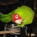 Cherry Headed Conure Cherry Headed Conure