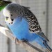 BlueBudgie