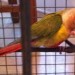 Conure