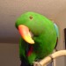 01-08-2012 perdu eclectus à Hamilton ON