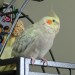 Sherbert