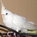 Lost Milpitas, CA, Cockatiel 'Wighty'