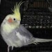 Chicken-Cockatiel-SanDiego, CA