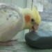 Lost-Cockatiel-StocktonCA