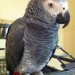 Long Beach African Grey