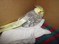 Found-SantaRosa-Cockatiel_001
