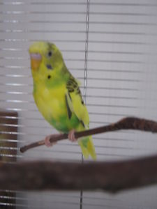 04-03-2013 perdu perruche à Limoilou QC