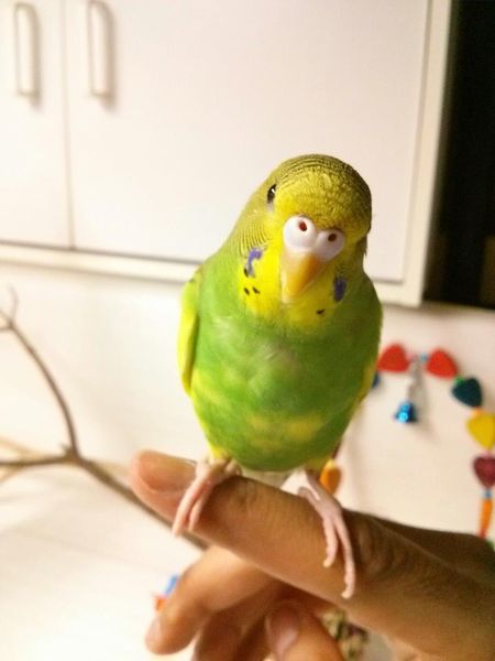 10-05-2013 lost budgie in North York ON
