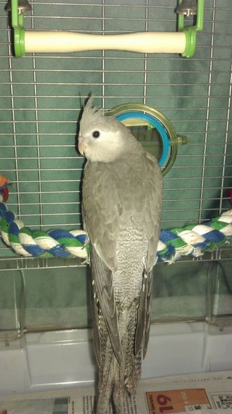 18-05-2013 perdu gris à Ste-Catharines on