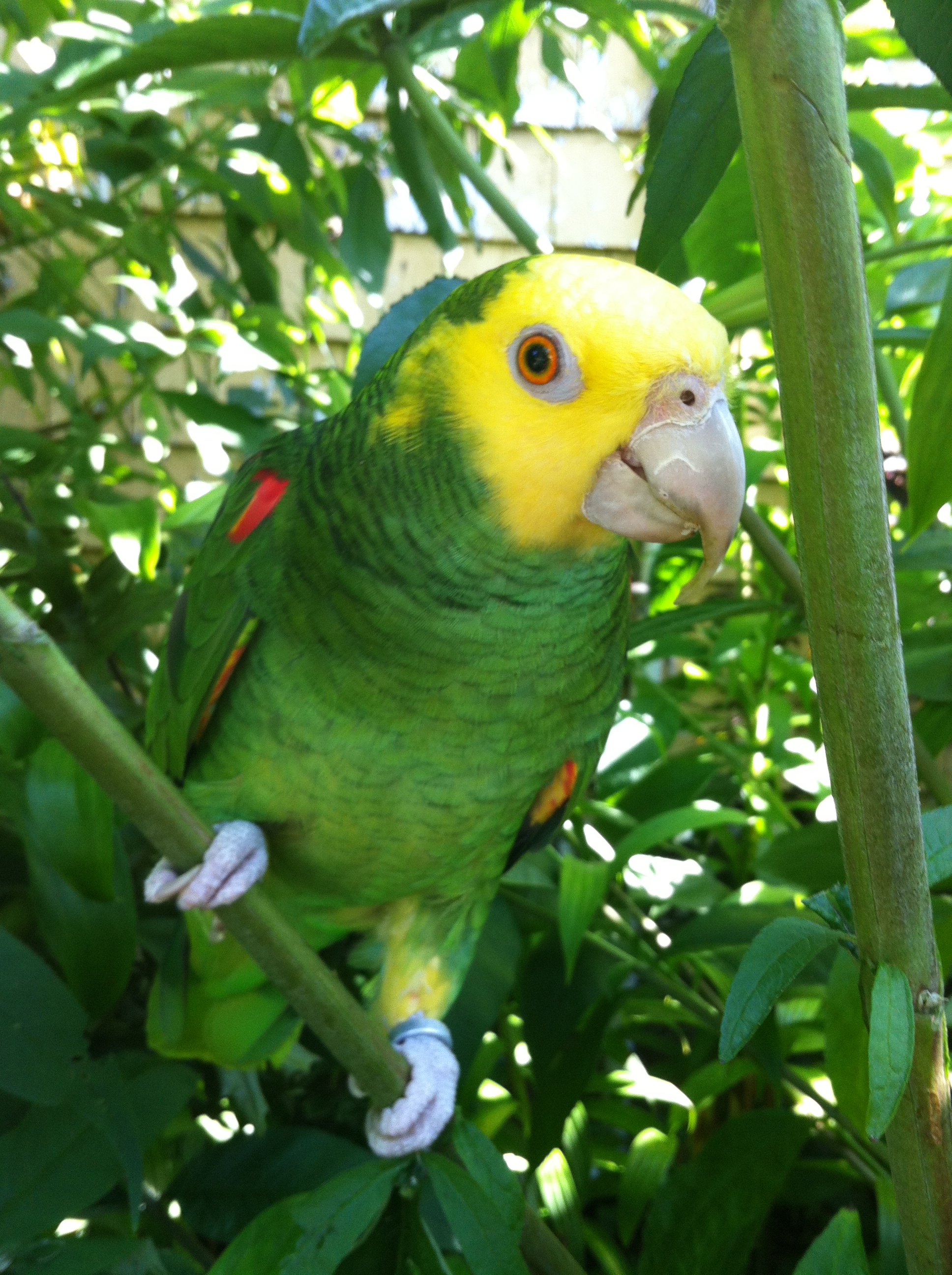 Amazon parrot