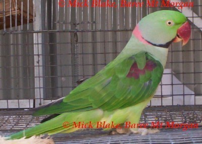 11-07-2013 perdu alexandrine à barrie on