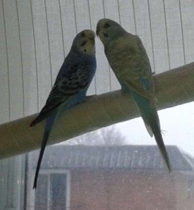 05-01-2014 perdu perruche à st-hubert qc