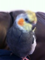 10-05-2014 perdu cockatiel à Mtl QC