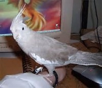 11-05-2014 perdu cockatiel a sherbrooke qc