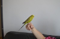 14-05-2014 perdu perruche a montreal qc