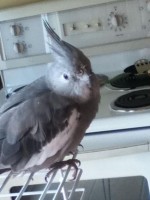 18-05-2014 perdu cockatiel a chambly qc