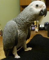 19-05-2014 PERDU GRIS A DRUMMOND QC