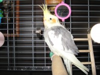 19-05-2014 perdu cockatiel a alma qc