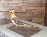 19-05-2014 perdu cockatiel a terrebonne qc