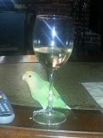 19-05-2014 perdu inseparable a st-hubert qc