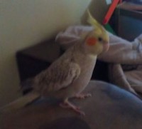 20-05-2014 perdu cockatiel a charlemagne qc