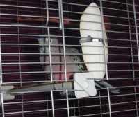 21-05-2014 perdu perruche de bourke a boisbriand qc