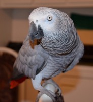 23-05-2014 perdu gris a boucherville qc