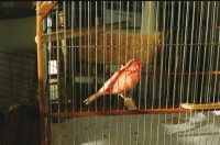 25-05-2014 PERDU CANARI A MONTREAL QC-2