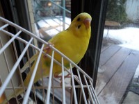 28-05-2014 perdu perruche jaune a montral qc