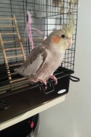 30-05-2014 PERDU COCKATIEL A LACHINE QC