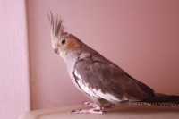 30-05-2014 PERDU COCKATIEL A LAVAL QC