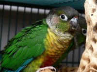 30-05-2014 perdu conure a jonquiere qc