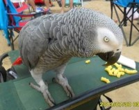 gris perdu au lac St-Charles qc - Copie