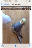30-05-2014 perdu cockatiel a mirabel qc