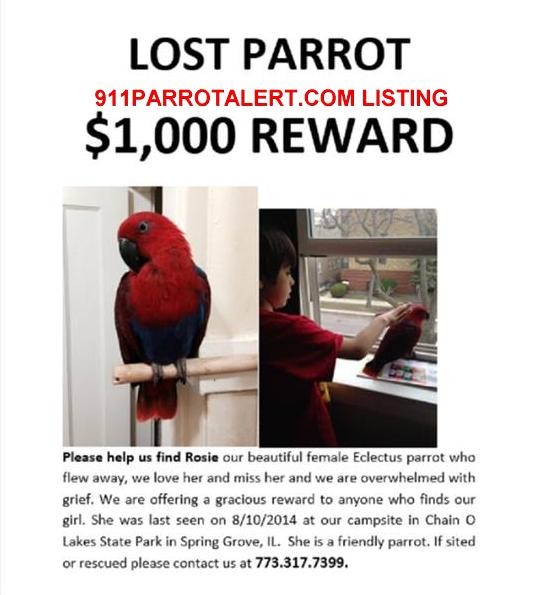 LOST IL ROSIE POSTER