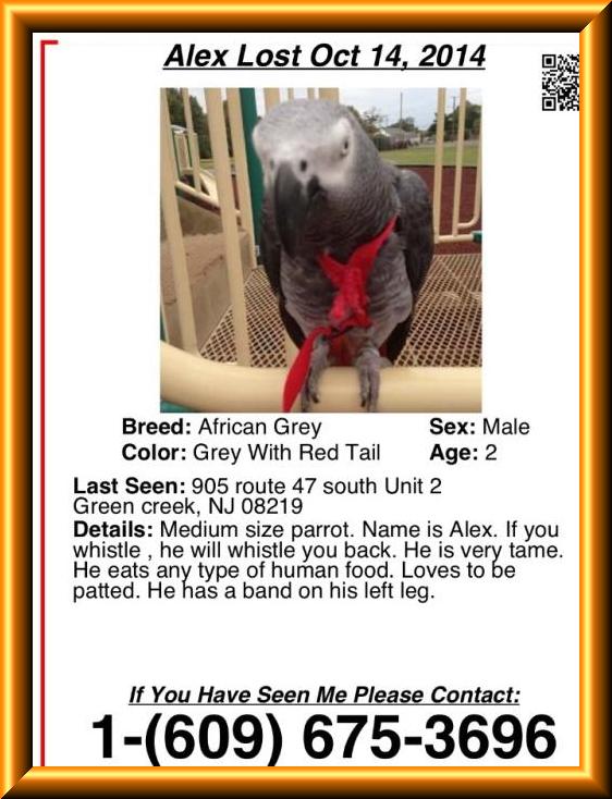 LOST NJ Green Creek Congo African grey ALEX OCT 14-14