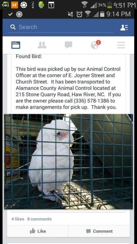 FOUND NC  HAW RIVER  white cockatoo Feb 11-15