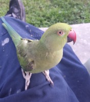RINGNECK-KIWI