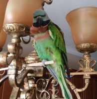 FOUND CA Roseville Moustache parakeet April 13-15