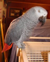 LOST CA Sacramento Congo African Grey 'Ricky' Apr 2-15-2