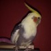 LOST USA WI Green Bay (NWTC), Cockatiel Jenga May 3-15