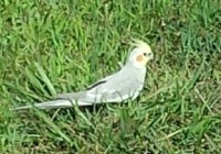 Found NY Lloyd Neck, Cockatiel, Aug 2-15