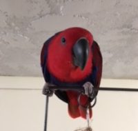 LOST OH Bay Village Eclectus (F) 'Ruby' Oct 7-17 REWARD