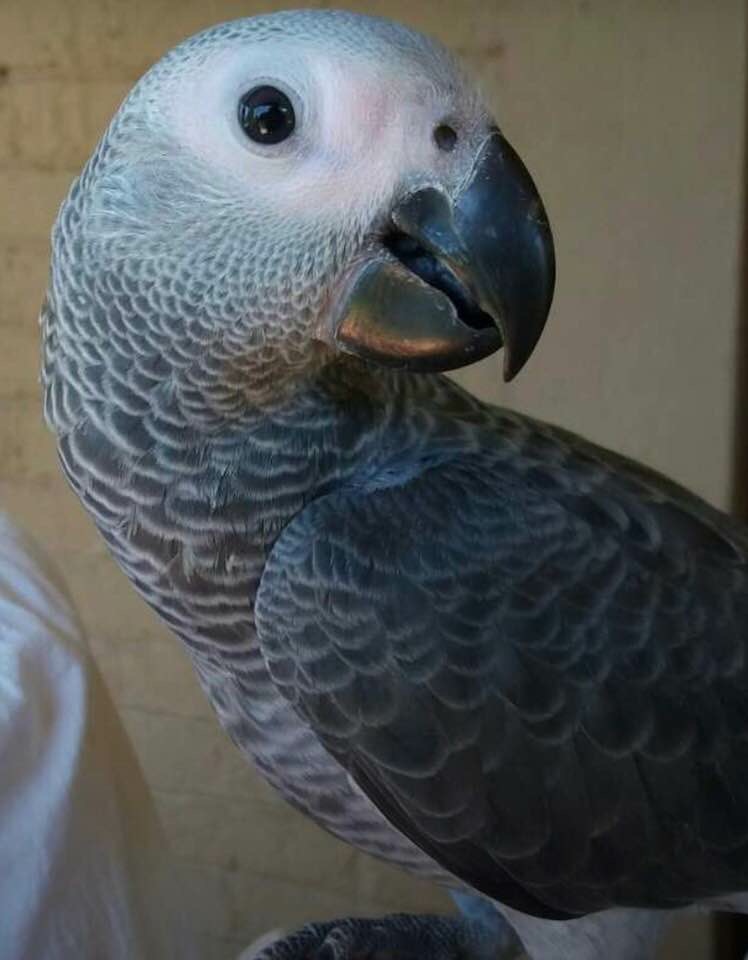 Lost Africa Grey Congo Parrot