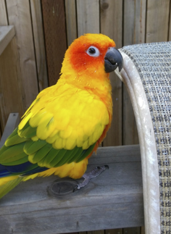 Lost Sun Pet Conure Parrot