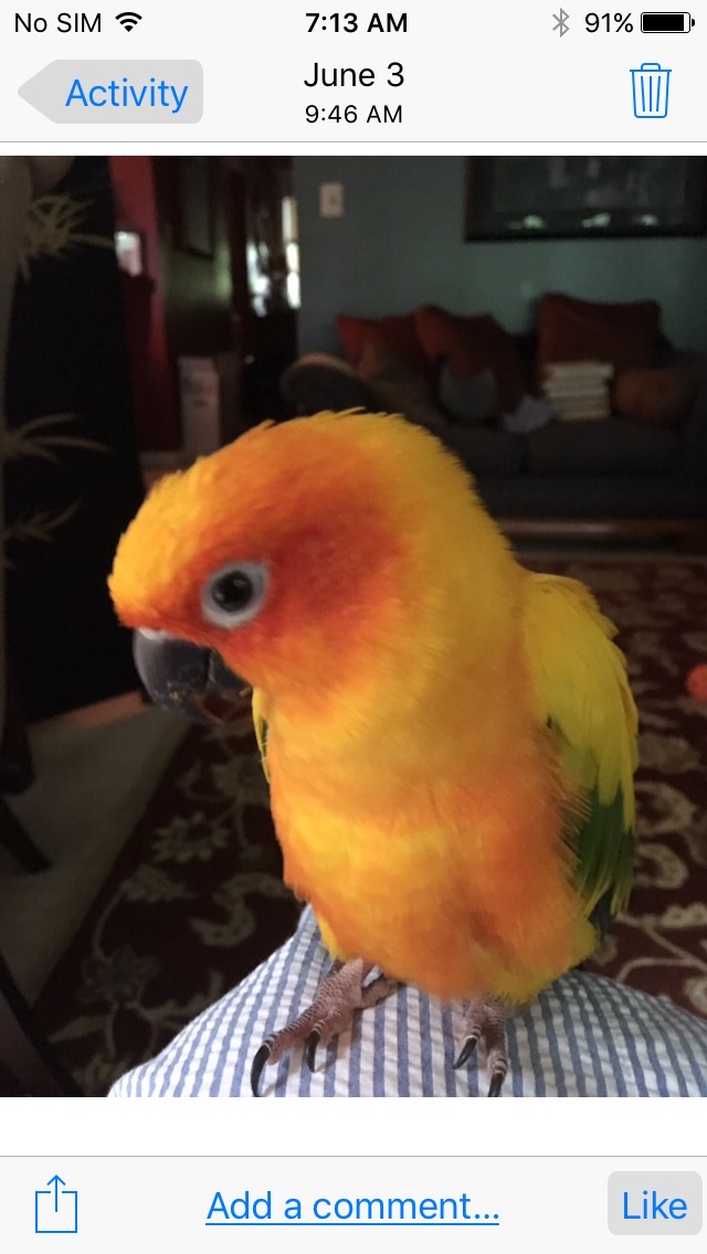 Camden,SC lost Sun Conure